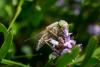 Atylotus rusticus